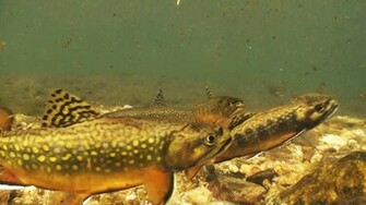 Trout Wallpaper For Pc