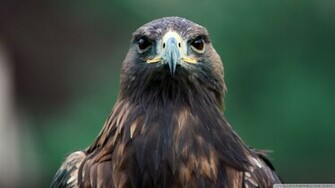 Bird Of Prey Wallpaper