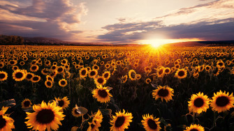 Sunflowers Field Sunrise 5k 1440p Resolution HD 4k Wallpaper