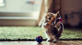 Playful Kitten Wallpaper HD