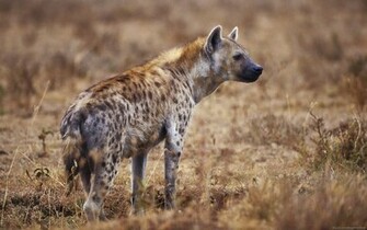 Hyena HD Wallpaper Background