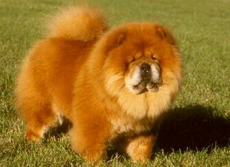 Fluffy Chow Puppies Wallpaper Puppy