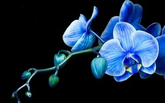 Orchid Flowers Wallpaper