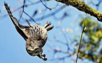 Owl Flying Down The Wing Wallpaper