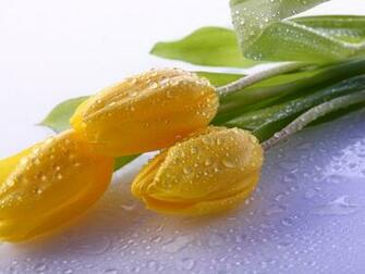 Lovely Yellow Tulip Wallpaper Colors