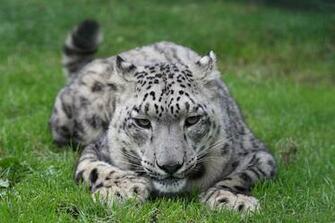 White Leopard Wallpaper