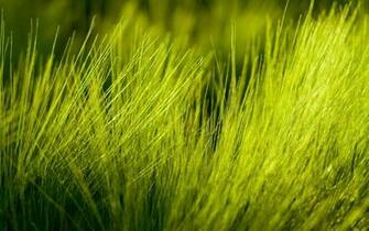 Green Nature Wallpaper Photography Grass