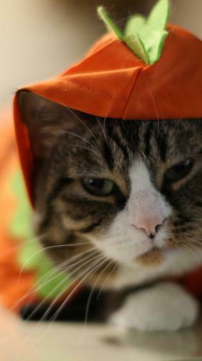 Halloween Funny Cat iPhone Wallpaper Background And