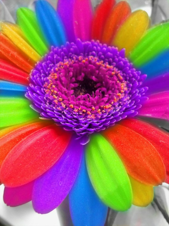 Rainbow Flower By Monstart