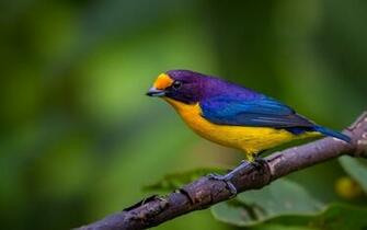 Feathers Bird Tree Branch Wallpaper Resolution