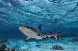 New Caledonia Expedition Diving With Fish That Haven T Seen
