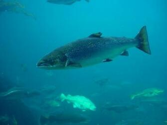 Salmon Fish Underwater R Wallpaper Background