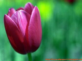 Purple Tulip Flower Wallpaper