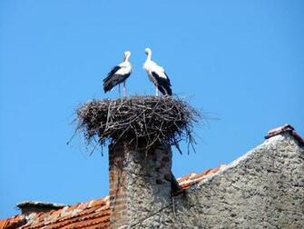 Stork Wallpaper Bird Photos
