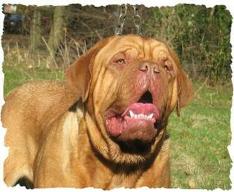 French Mastiff Wallpaper Pictures