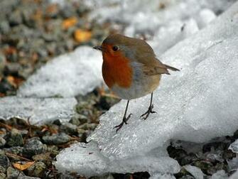 Animals Winter Bird Desktop Wallpaper Nr By Katrin