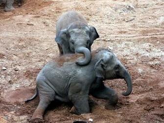 Baby Elephants Splendid Wallpaper HD