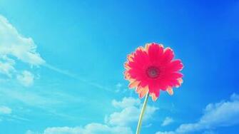 Nature Wallpaper Flower Sky Summer HD Desktop