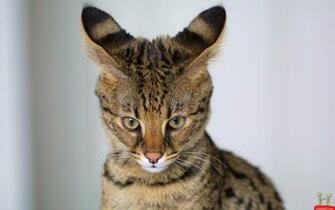 Awesome Beautiful Wild Cat HD Wallpaper E Entertainment