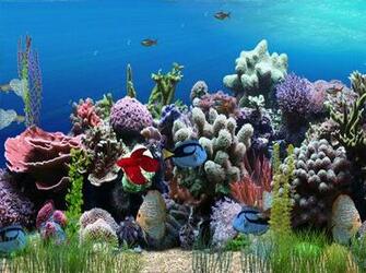 Free Download Wincustomize Explore Screensavers Aquarium