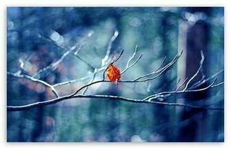 Before Winter Begins HD Desktop Wallpaper Mobile Dual Monitor