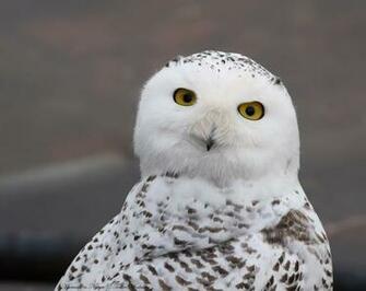 Snowy Owl Wallpaper HD Owls Snow