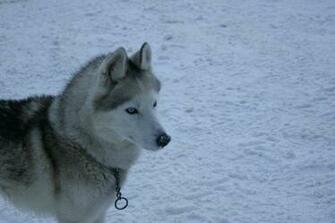 Snow Animals Dogs Husky Wallpaper