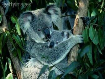 Koala En Baby Wallpaper