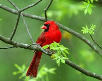 Fancy Birds HD Wildlife Photography No Wallpaper