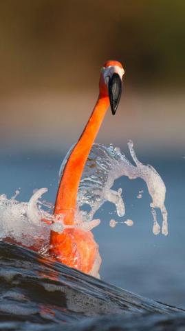 Flamingo Splash iPhone Wallpaper Idrop News