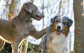 Australian Shepherd Spielt Mit Einem Freund Wallpaper Die Sch Nsten