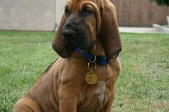 Bloodhound Wallpaper Background