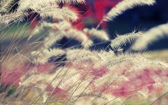 HD Wallpaper 1080p For Android Mac Windwows Nature Pc