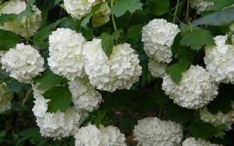 Hydrangea Computer Wallpaper Desktop Background Id