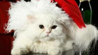 Cute Cat HD Wallpaper Unique