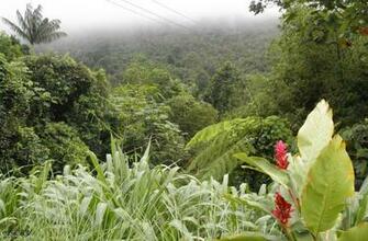 St Lucia Fields Wallpaper