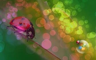 Ladybug Wallpaper Ladybugs
