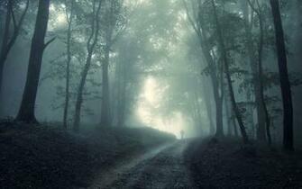 Twilight In The Quiet Woods Landscape Wallpaper