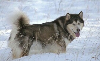 Alaskan Malamute Wallpaper
