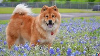 File Chow Wallpaper Xhx4dw6 Jpg 4usky