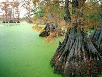Bog Trees Ooze Autumn Roots Stock Photos Image HD
