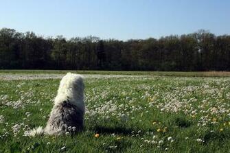 Old English Sheepdog Wallpaper