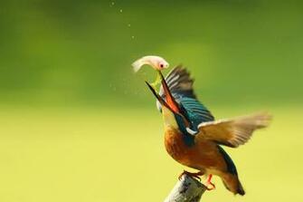 P Jaro Pescando HD Imagenes Wallpaper Gratis