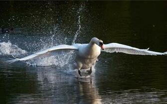 Windows Background Swan Lake Wallpaper X