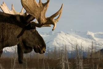 Moose Computer Wallpaper Desktop Background