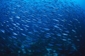 Water Ocean Wallpaper Sea Animals Fish