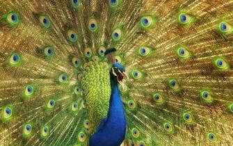 Peafowl Computer Wallpaper Desktop Background
