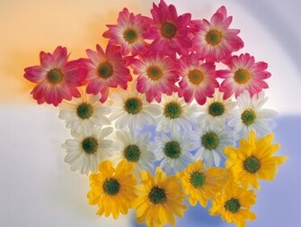 Beautiful Flower Pictures Flowers