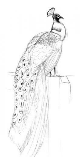 Peacock Drawing Sketch Of A At The Zoo