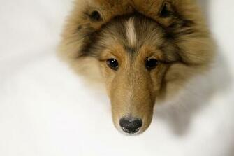 Sheltie Wallpaper